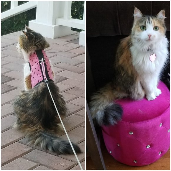 Meet your Posher, Cheyenne - Picture 2 of 2